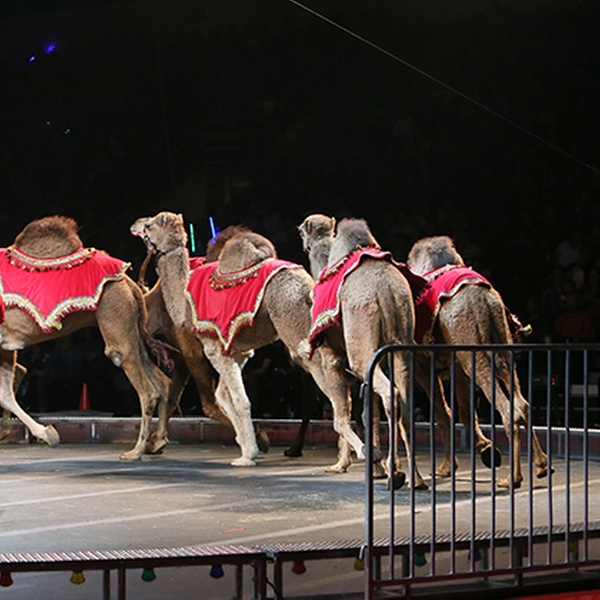 Shrine Circus Hamburg Ny Seating Chart