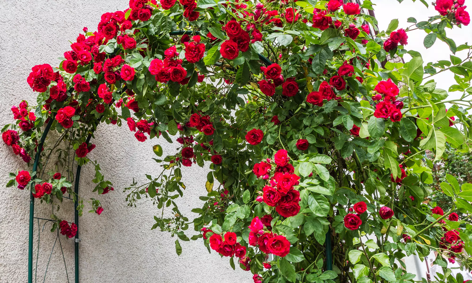 3er-Set Kletterrosen "Paul's Scarlet" - Primary Image