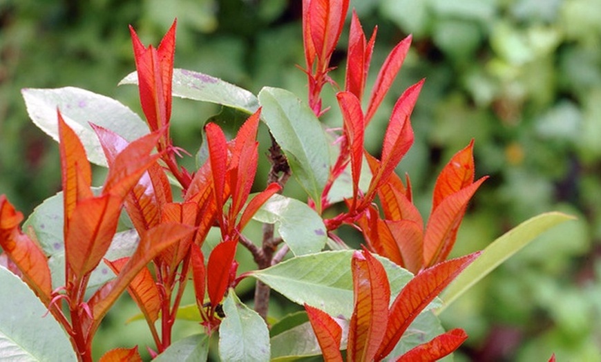 Image 2: Hardy Evergreen Shrub Collection