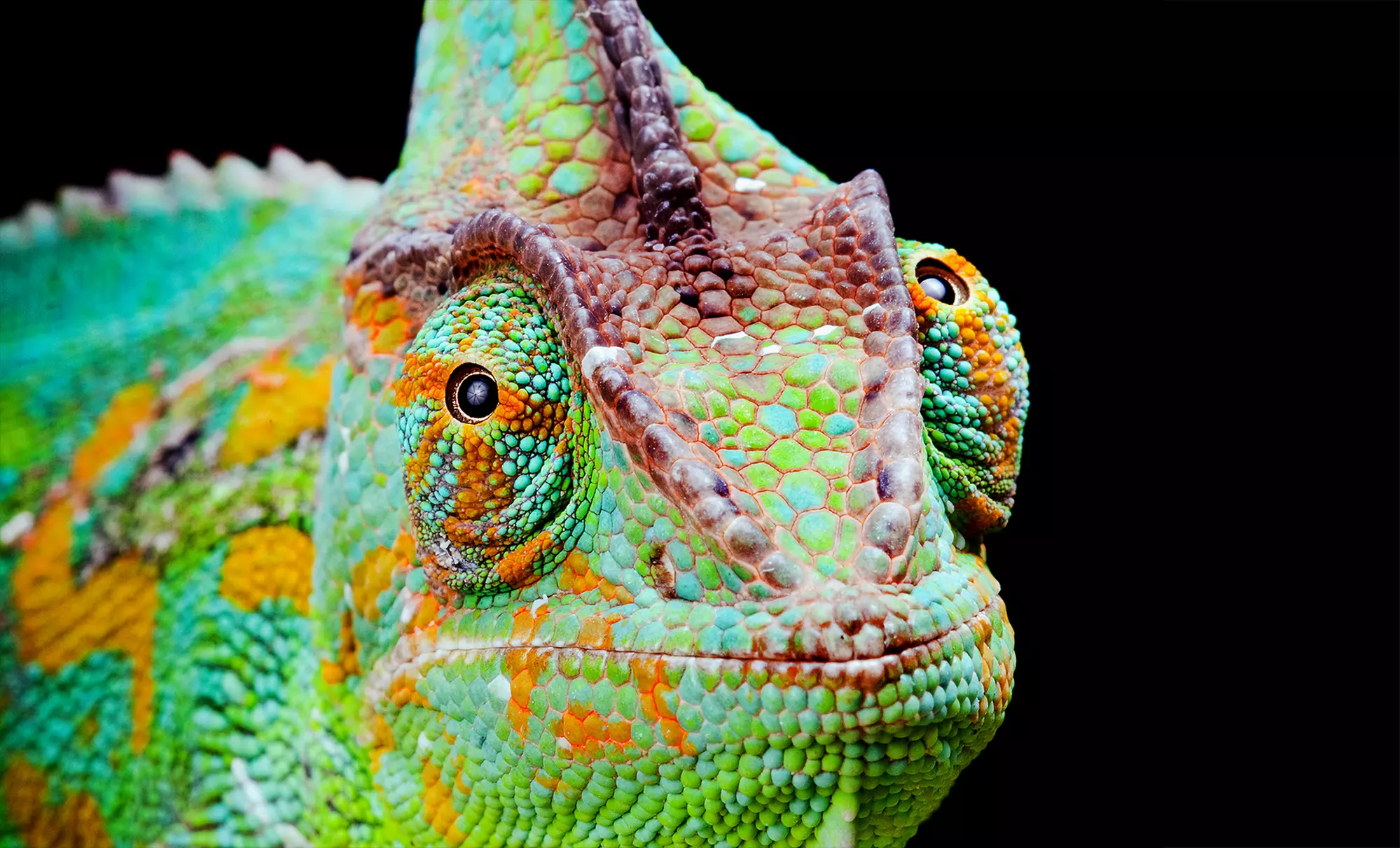 Tickets for Two, Four, or Six for OK Reptile Expo (50% Off)  - Primary Image