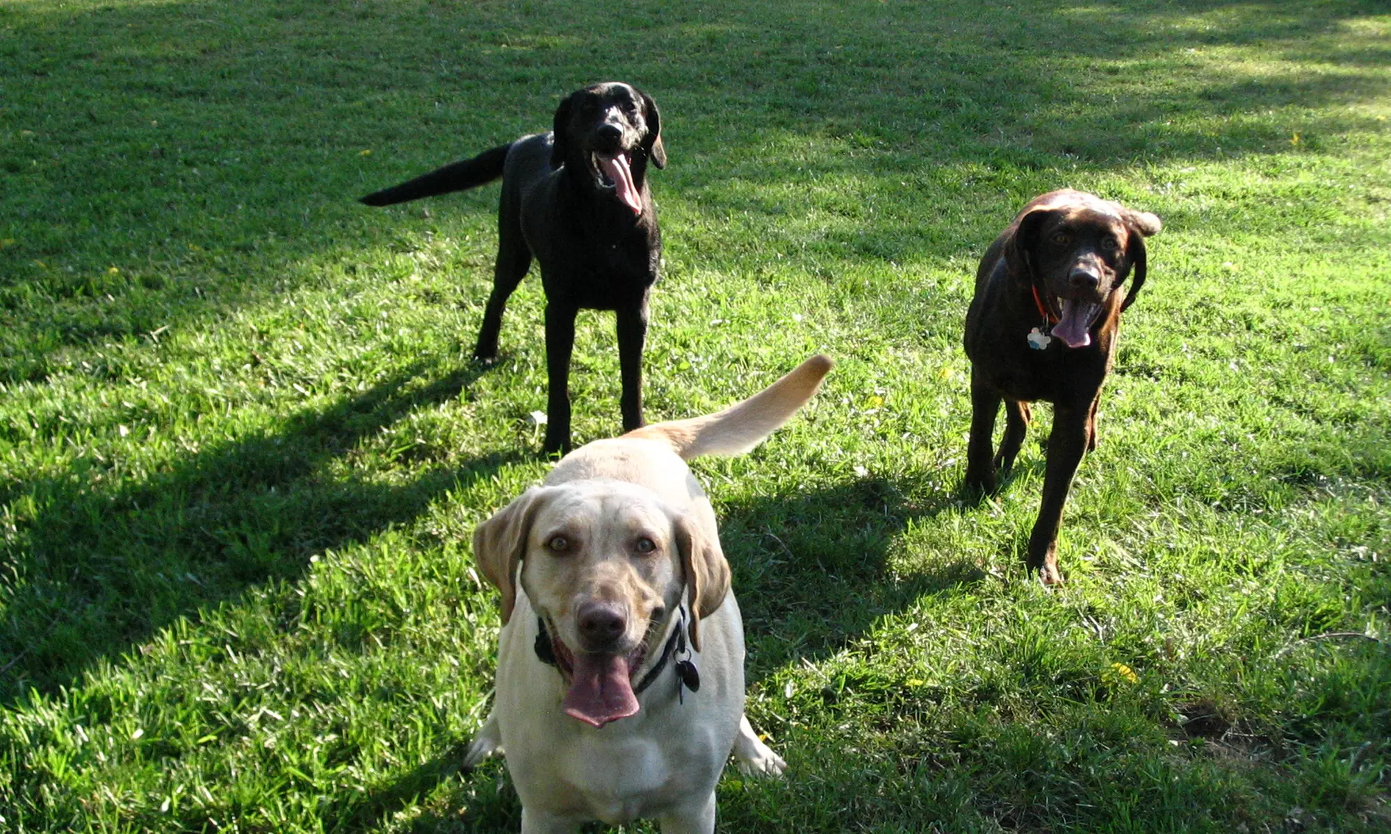 $27 for $45 Groupon — Doo-Doo Patrol - Primary Image