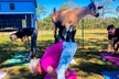 1 Public Session of Goat Yoga or 1-Hour Private Event (Up to 30 People) (Up to 20% Off) - Second Medium