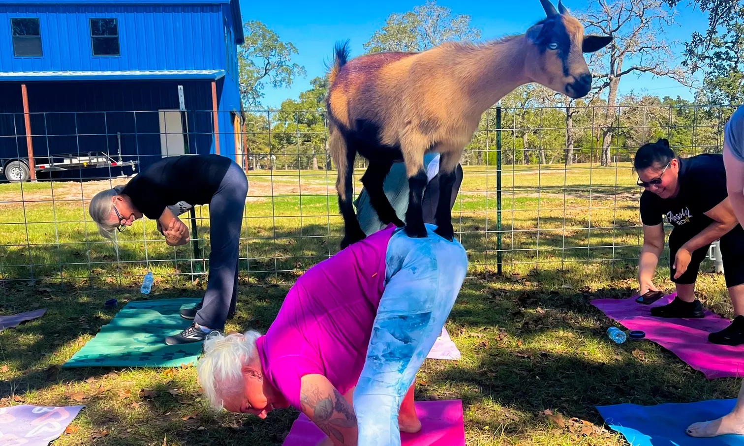 1 Public Session of Goat Yoga or 1-Hour Private Event-Up to 30 People