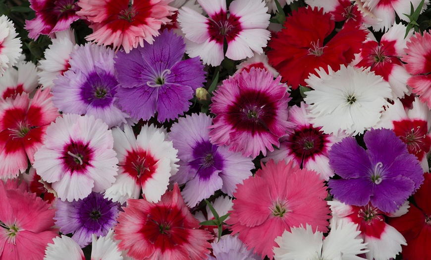 Image 3: Dianthus Carnation Coronet Mix - 24 or 48 Plants
