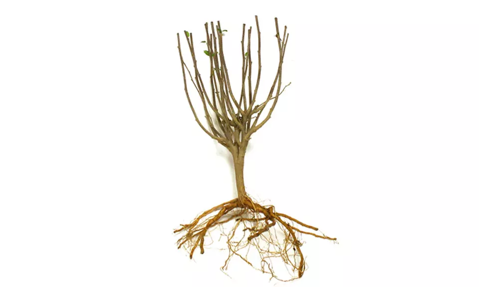 Hibiscus Syriacus Rubra - Lucy Red - 1 Bare Root - Second Medium