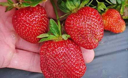 Strawberry Picking for Two, Valid Tuesday–Friday, Saturday, or Sunday at Mercier Orchards (Half Off) - Primary Image