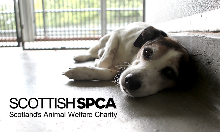 Image 1: Scottish SPCA Christmas Appeal