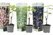 Lot de 3 ou 6 plants de raisin comprenant 3 variétés différentes, livraison offerte - Second Medium
