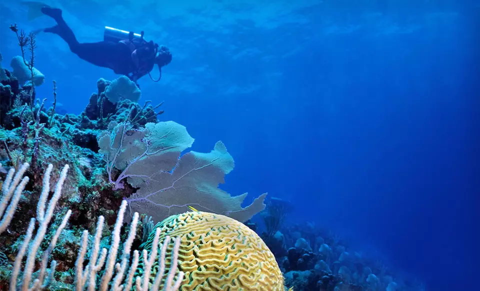 Seven-Night, All-Inclusive Stay with Daily Scuba Diving at Deep Blue Resort in Honduras - Primary Image