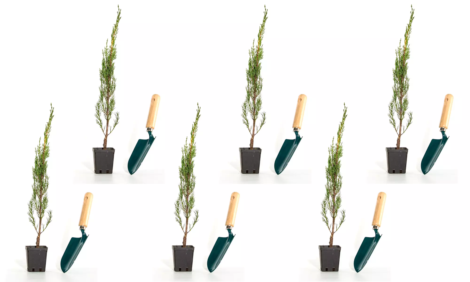 Lot de 3, 4 ou 6 Cyprès Totems - Second Medium