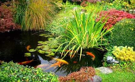 Plants, Garden, and Pond Supplies at Randy's Perennials & Water Gardens (50% Off).  - Primary Image