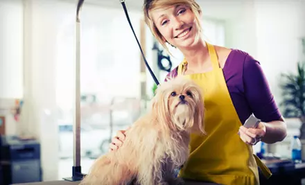 Complete Dog Grooming for a Small or Medium Dog or for a Large or Extra-Large Dog at Pipsqueeks Pets (Half Off) - Primary Image