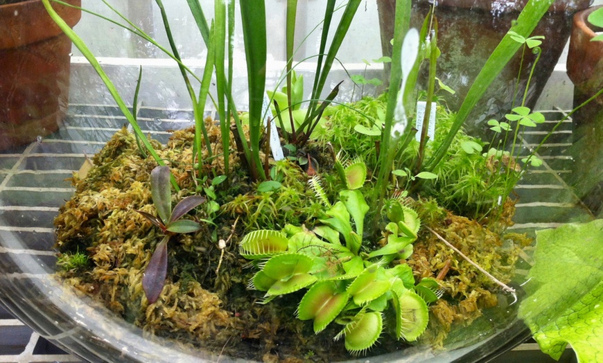 Image 4: Mixed Carnivorous Plants