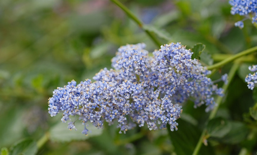 Image 6: Ceanothus Thyrsiflorus Repens Plant