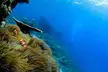 Scuba diving or Fujairah Diving or Snorkeling Trip at Goblin Diving Center( Up to 50% Off) - Image 4