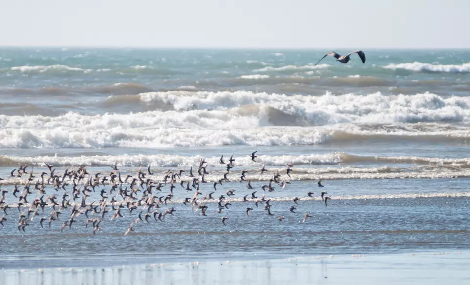 Stay at The Polynesian Resort in Ocean Shores, WA. Dates Available into November. - Primary Image