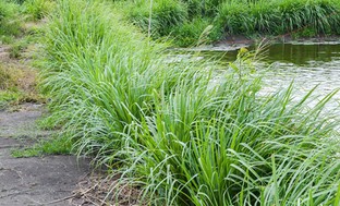 Pre-order: Lemon Grass Potted Plant