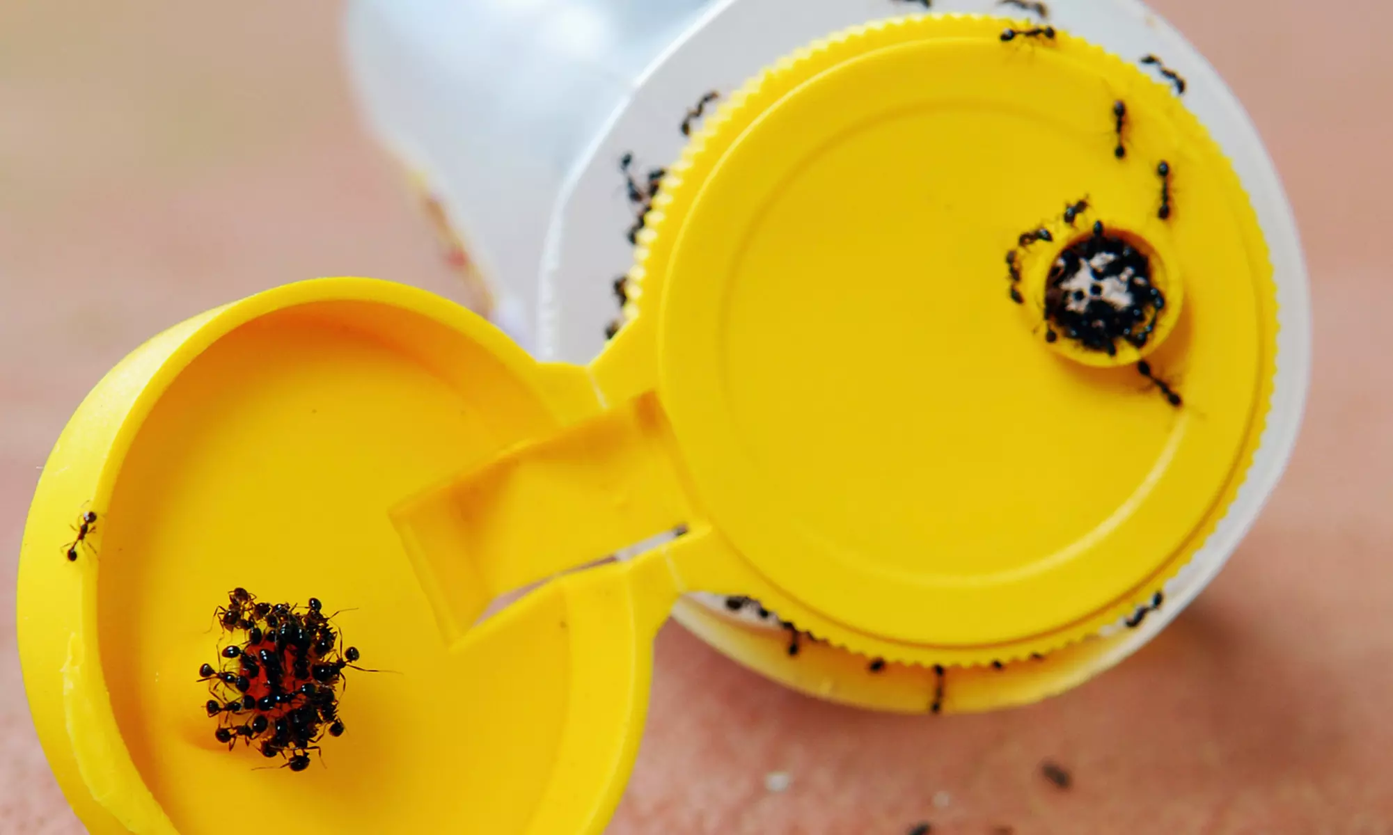 $50 for Interior and Exterior Insect-Control Treatment from Hydrex Pest Control ($175 Value) - Primary Image