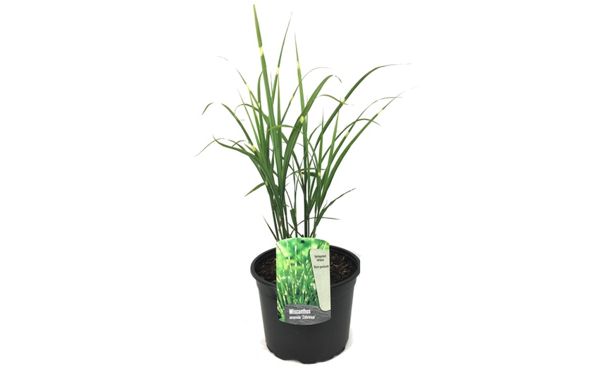 Image 4: 1 o 2 piante di Miscanthus 'Zebrinus'