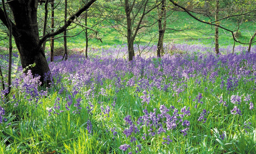 Image 4: Bluebells or Snowdrop Bulbs 