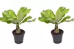 1 ou 2 plants de palmier hawaïen Brighamia Insignis 30-40 cm, livrés en pot - Second Medium
