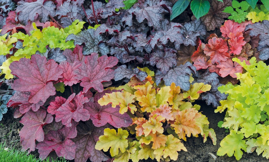 Image 1: Five Heuchera Mosaic Plants