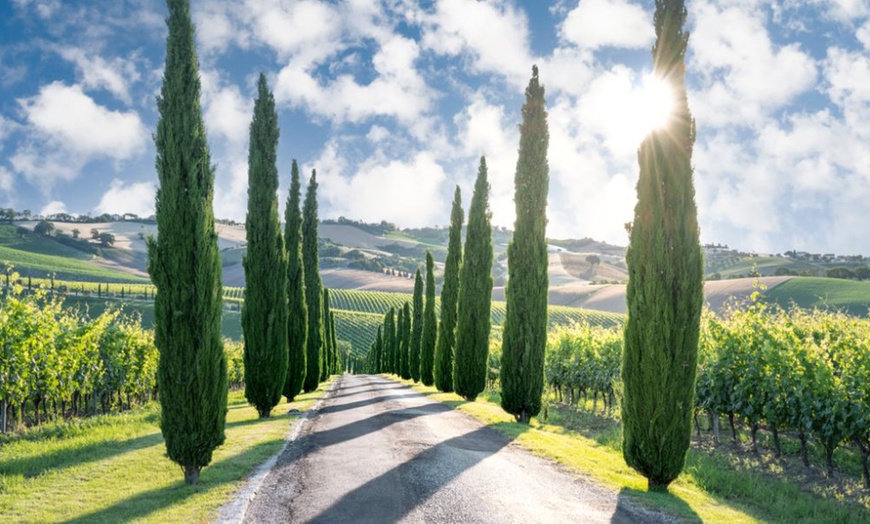 Image 9: Italian Cypress Hardy Tree Potted Plants