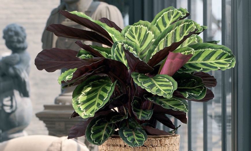 Image 1: Calathea Marion "plante vivante"