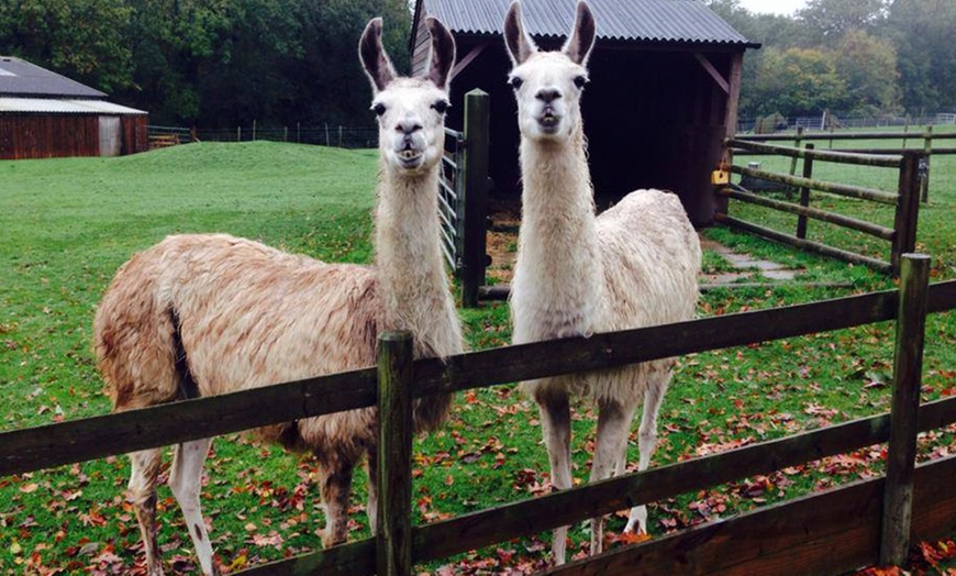 Image 13: Meet Father Christmas at Godstone Farm