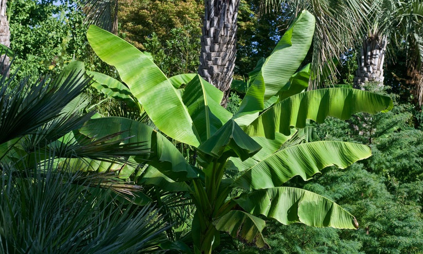 Image 2: Musa Basjoo Outdoor Banana Plants