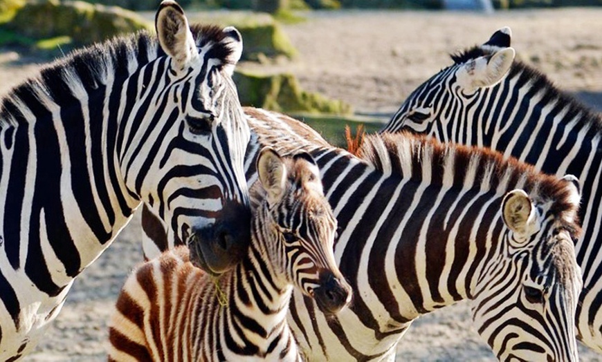 Image 1: Tiere hautnah erleben: Eintritt in den Allwetterzoo für Groß / Klein