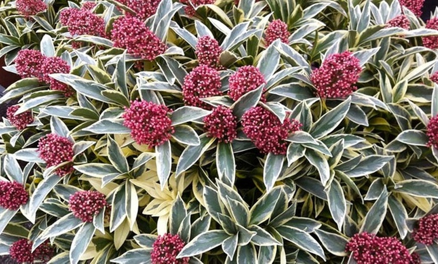 Image 3: Hardy Evergreen Shrub Collection