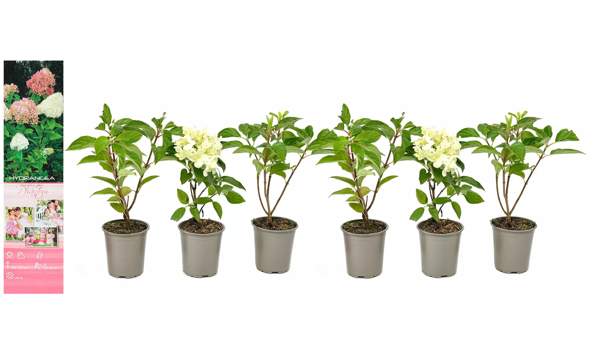 3x oder 6x Hortensien