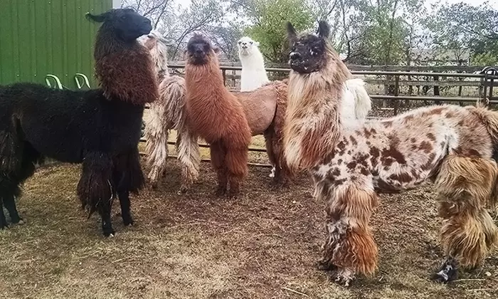 Llama Llesson for Four at ShangriLlama (25% Off)  - Primary Image