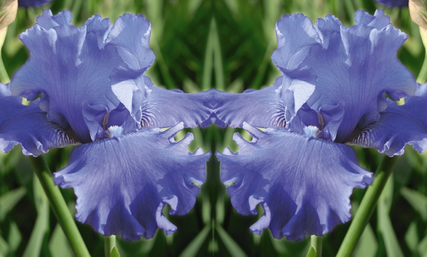 Image 3: One or Three Iris 'Metolius Blues' Hardy Perennial Plants