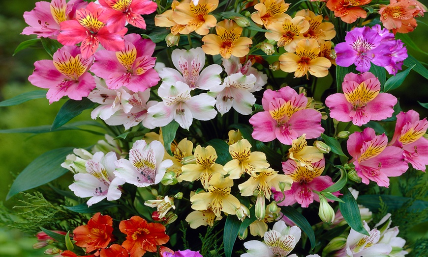 Image 1: Alstroemeria Midi Collection – 3 or 6 Potted Plants