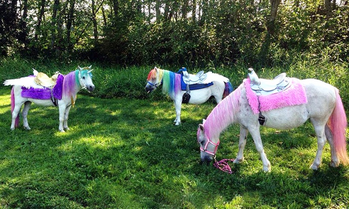 Pony party fun with unique themes and friendly ponies