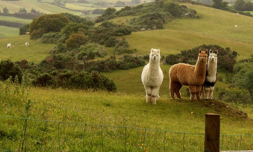 Image 3: Alpaca Farm In Cork