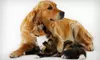 Three 30-Minute Dog-Walks or Pet-Sits or Three 30-Minute Pet-Waste Removals from Home Buddies by Camp Bow Wow (67% Off)
