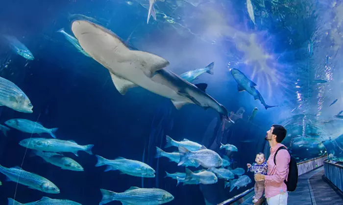 One-Year Family or Family Plus Membership to Aquarium of the Bay (Up to 18% Off) - Primary Image