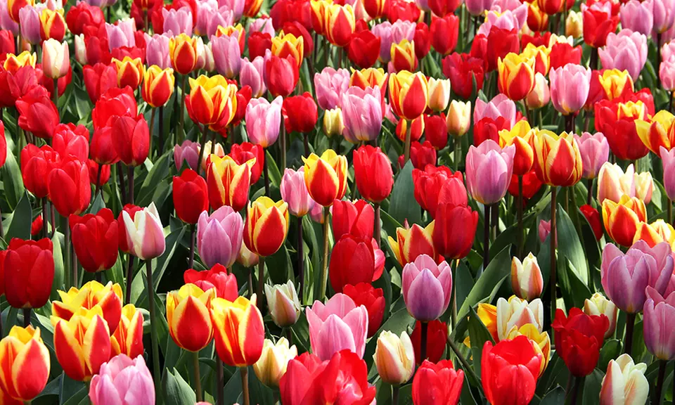 Pre-Order Holland's Best Tulips, 25 bulbs - Second Medium