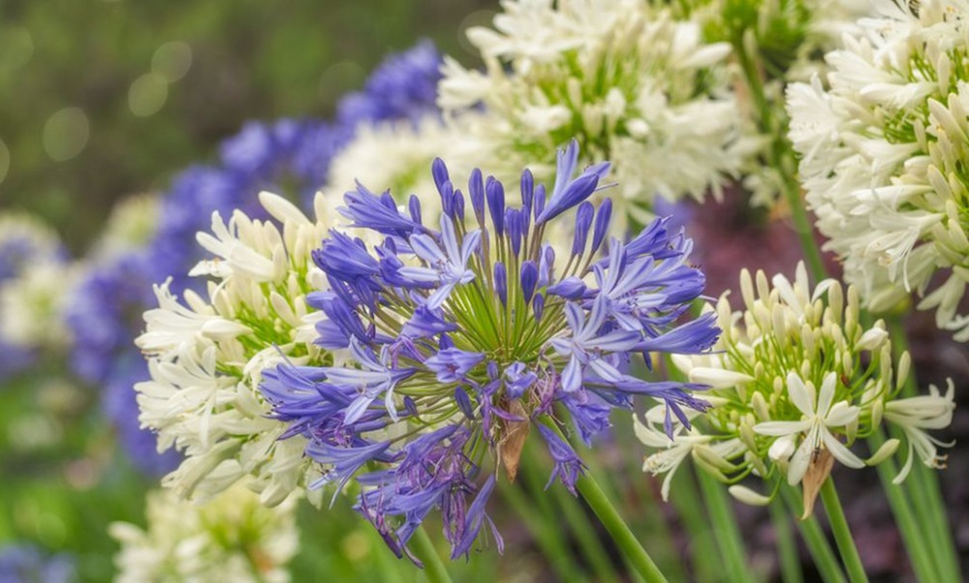 Image 2: Agapanthus Blue and White Collection - 6 or 12 Plants