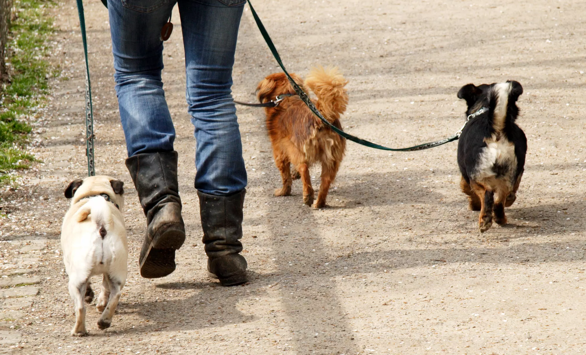 $25 for $50 Worth of Dog Boarding Costs or Doggy Daycare at Pittsburgh Pet Concierge  - Primary Image