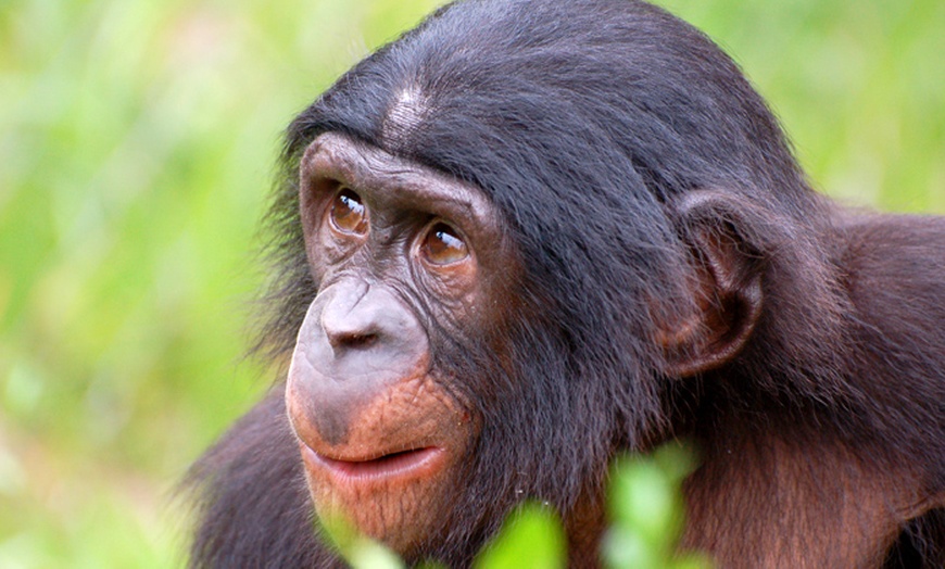 Image 1: Entrées à la Vallée des Singes