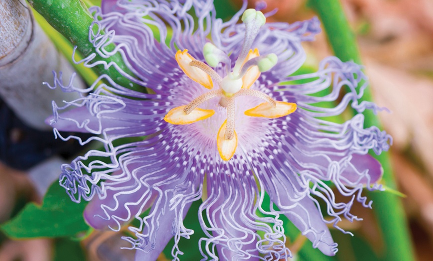 Image 3: Passion Flower - Passiflora Frederick - One or Two Plants