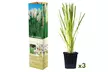 3 ou 6 plantes d'herbe de la pampa, couleur au choix - Image 2