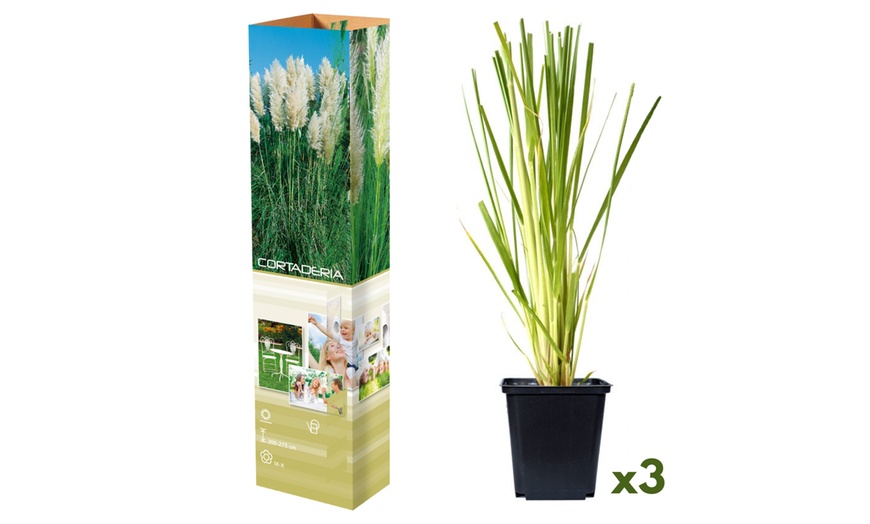 Image 2: 3 ou 6 plantes d'herbe de la pampa