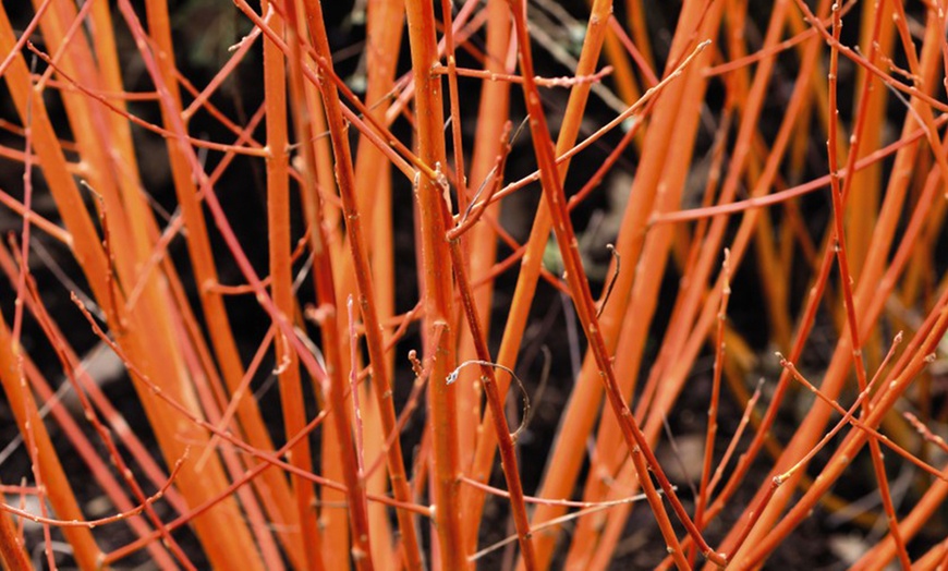 Image 2: One or Three Cornus Mid Winter Fire 3-Litre Plant Pots