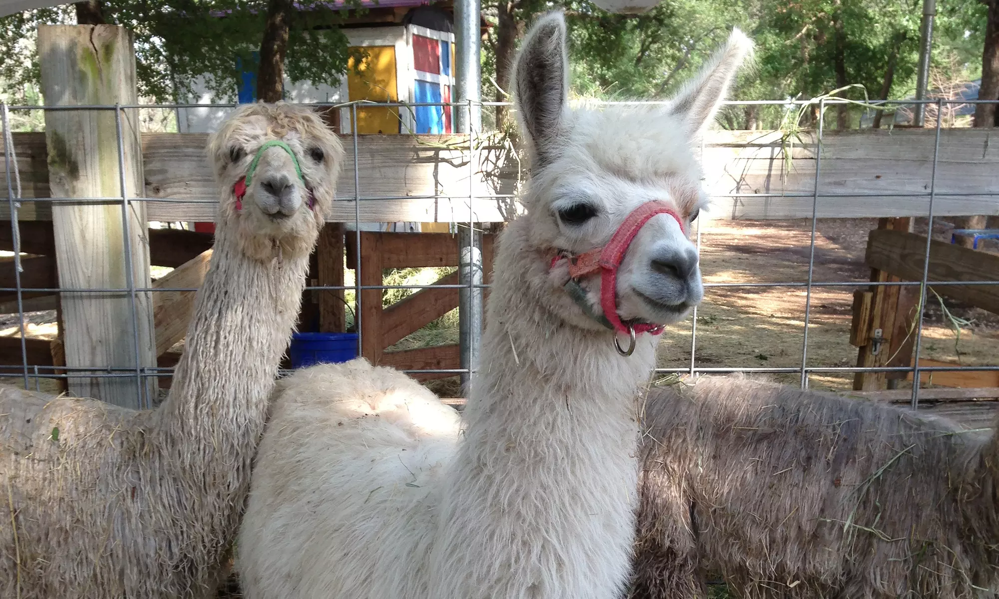 Fall-Themed Farm Visit for Two, Four, or Six with Hay Maze and Pumpkin Painting at Owl Creek Pumpkin Patch (Up to 56% Off)  - Second Medium
