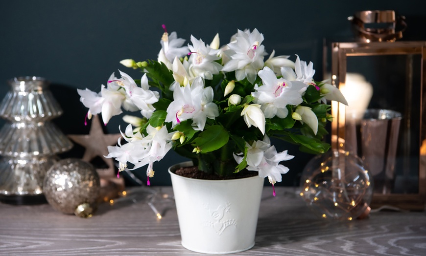 Image 1: Christmas Cactus ‘Salvado’ White Houseplant
